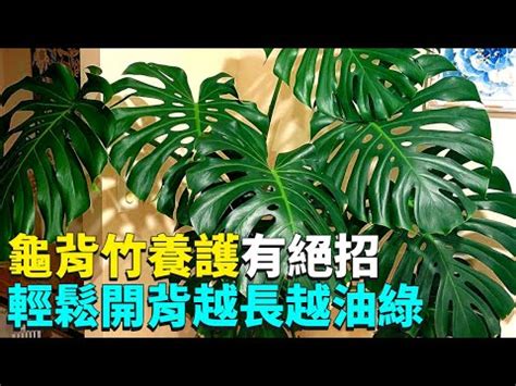 龜背芋可以放室內嗎|龜背芋適合放室內嗎？新手種植室內植物的超夯選擇 